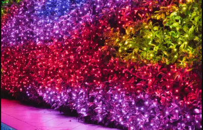 Twinkly Pro- RGBW Curtain 250L-4" Spacing
