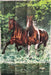 Cascade Run Horses Banners - Liberty Flag & Specialty